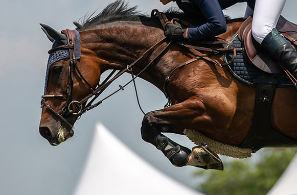Cavallo e fantino