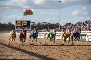 Istantanea di una corsa di levrieri