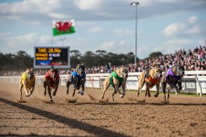 Corse dei cani verso l’abolizione anche in Galles: fine di un’era